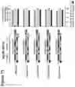 Fig. 20 - RNA interference mediated inhibition of gene expression using short interfering nucleic acids (siNA)