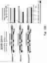 Fig. 24 - RNA interference mediated inhibition of gene expression using short interfering nucleic acids (siNA)