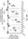 Fig. 25 - RNA interference mediated inhibition of gene expression using short interfering nucleic acids (siNA)