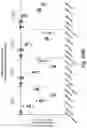 Fig. 28 - RNA interference mediated inhibition of gene expression using short interfering nucleic acids (siNA)