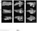 Fig. 04 - Antisense oligonucleotide and double stranded RNAS for control of hemipteran and lepidopteran pests