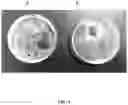 Fig. 05 - Antisense oligonucleotide and double stranded RNAS for control of hemipteran and lepidopteran pests