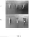 Fig. 06 - Antisense oligonucleotide and double stranded RNAS for control of hemipteran and lepidopteran pests