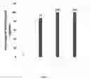 Fig. 08 - Antisense oligonucleotide and double stranded RNAS for control of hemipteran and lepidopteran pests