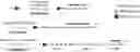 Fig. 01 - TAU-TARGETING OLIGONUCLEOTIDE GAPMERS