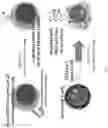 Fig. 04 - COMBINATORIAL CAR T CELL AND HEMATOPOEITIC STEM CELL GENETIC ENGINEERING FOR SPECIFIC IMMUNOTHERAPY OF MYELOID LEUKEMIAS