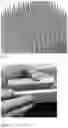 Fig. 02 - Method for the transient expression of nucleic acids in plants