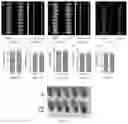 Fig. 05 - Polypeptide and nucleic acid capable of changing amylose content (AC) in plant, and use thereof