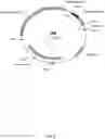 Fig. 07 - METHODS TO INCREASE ANTIGENICITY OF MEMBRANE-BOUND POLYPEPTIDES PRODUCED IN PLANTS