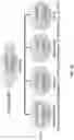 Fig. 02 - DELIVERY OF CRISPR/MCAS9 THROUGH EXTRACELLULAR VESICLES FOR GENOME EDITING