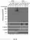 Fig. 07 - DELIVERY OF CRISPR/MCAS9 THROUGH EXTRACELLULAR VESICLES FOR GENOME EDITING