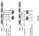 Fig. 11 - DELIVERY OF CRISPR/MCAS9 THROUGH EXTRACELLULAR VESICLES FOR GENOME EDITING