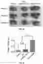 Fig. 15 - DELIVERY OF CRISPR/MCAS9 THROUGH EXTRACELLULAR VESICLES FOR GENOME EDITING