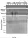 Fig. 16 - DELIVERY OF CRISPR/MCAS9 THROUGH EXTRACELLULAR VESICLES FOR GENOME EDITING