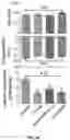 Fig. 17 - DELIVERY OF CRISPR/MCAS9 THROUGH EXTRACELLULAR VESICLES FOR GENOME EDITING