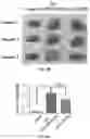 Fig. 18 - DELIVERY OF CRISPR/MCAS9 THROUGH EXTRACELLULAR VESICLES FOR GENOME EDITING