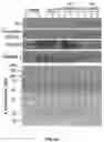 Fig. 19 - DELIVERY OF CRISPR/MCAS9 THROUGH EXTRACELLULAR VESICLES FOR GENOME EDITING