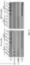 Fig. 20 - DELIVERY OF CRISPR/MCAS9 THROUGH EXTRACELLULAR VESICLES FOR GENOME EDITING