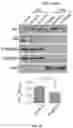 Fig. 26 - DELIVERY OF CRISPR/MCAS9 THROUGH EXTRACELLULAR VESICLES FOR GENOME EDITING