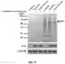 Fig. 27 - DELIVERY OF CRISPR/MCAS9 THROUGH EXTRACELLULAR VESICLES FOR GENOME EDITING