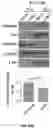 Fig. 31 - DELIVERY OF CRISPR/MCAS9 THROUGH EXTRACELLULAR VESICLES FOR GENOME EDITING