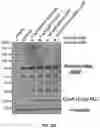 Fig. 37 - DELIVERY OF CRISPR/MCAS9 THROUGH EXTRACELLULAR VESICLES FOR GENOME EDITING