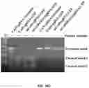 Fig. 38 - DELIVERY OF CRISPR/MCAS9 THROUGH EXTRACELLULAR VESICLES FOR GENOME EDITING
