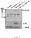 Fig. 43 - DELIVERY OF CRISPR/MCAS9 THROUGH EXTRACELLULAR VESICLES FOR GENOME EDITING