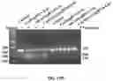 Fig. 44 - DELIVERY OF CRISPR/MCAS9 THROUGH EXTRACELLULAR VESICLES FOR GENOME EDITING