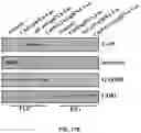 Fig. 45 - DELIVERY OF CRISPR/MCAS9 THROUGH EXTRACELLULAR VESICLES FOR GENOME EDITING
