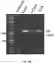Fig. 46 - DELIVERY OF CRISPR/MCAS9 THROUGH EXTRACELLULAR VESICLES FOR GENOME EDITING