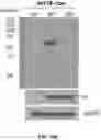 Fig. 47 - DELIVERY OF CRISPR/MCAS9 THROUGH EXTRACELLULAR VESICLES FOR GENOME EDITING