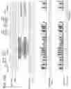 Fig. 20 - Closed-ended linear duplex DNA for non-viral gene transfer