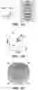 Fig. 14 - INTERNEURON-SPECIFIC THERAPEUTICS FOR NORMALIZING NEURONAL CELL EXCITABILITY AND TREATING DRAVET SYNDROME
