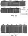 Fig. 25 - INTERNEURON-SPECIFIC THERAPEUTICS FOR NORMALIZING NEURONAL CELL EXCITABILITY AND TREATING DRAVET SYNDROME