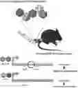Fig. 01 - ENGINEERED ADENO-ASSOCIATED (AAV) VECTORS FOR TRANSGENE EXPRESSION
