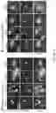 Fig. 10 - ENGINEERED ADENO-ASSOCIATED (AAV) VECTORS FOR TRANSGENE EXPRESSION