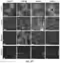 Fig. 13 - ENGINEERED ADENO-ASSOCIATED (AAV) VECTORS FOR TRANSGENE EXPRESSION