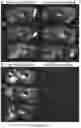 Fig. 14 - ENGINEERED ADENO-ASSOCIATED (AAV) VECTORS FOR TRANSGENE EXPRESSION