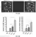 Fig. 16 - ENGINEERED ADENO-ASSOCIATED (AAV) VECTORS FOR TRANSGENE EXPRESSION