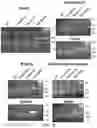 Fig. 18 - ENGINEERED ADENO-ASSOCIATED (AAV) VECTORS FOR TRANSGENE EXPRESSION