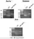 Fig. 19 - ENGINEERED ADENO-ASSOCIATED (AAV) VECTORS FOR TRANSGENE EXPRESSION