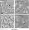 Fig. 26 - ENGINEERED ADENO-ASSOCIATED (AAV) VECTORS FOR TRANSGENE EXPRESSION