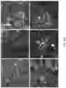 Fig. 35 - ENGINEERED ADENO-ASSOCIATED (AAV) VECTORS FOR TRANSGENE EXPRESSION
