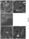 Fig. 36 - ENGINEERED ADENO-ASSOCIATED (AAV) VECTORS FOR TRANSGENE EXPRESSION