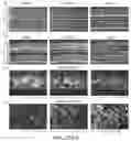 Fig. 37 - ENGINEERED ADENO-ASSOCIATED (AAV) VECTORS FOR TRANSGENE EXPRESSION
