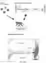 Fig. 38 - ENGINEERED ADENO-ASSOCIATED (AAV) VECTORS FOR TRANSGENE EXPRESSION