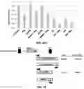 Fig. 14 - RETROVIRAL VECTOR HAVING IMMUNE-STIMULATING ACTIVITY