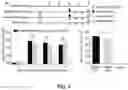 Fig. 05 - METHODS AND COMPOSITIONS FOR TRANSGENE EXPRESSION