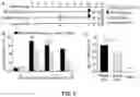 Fig. 06 - METHODS AND COMPOSITIONS FOR TRANSGENE EXPRESSION